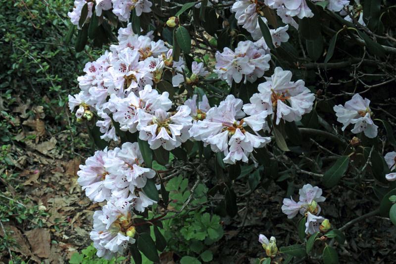 Photo of Rhododendron (Rhododendron rubiginosum) uploaded by RuuddeBlock
