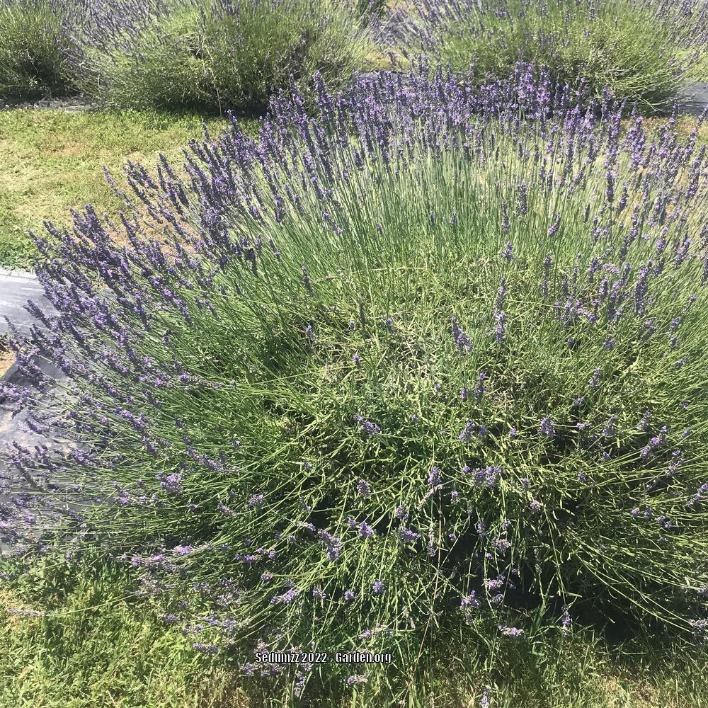 Photo of English Lavender (Lavandula angustifolia) uploaded by sedumzz
