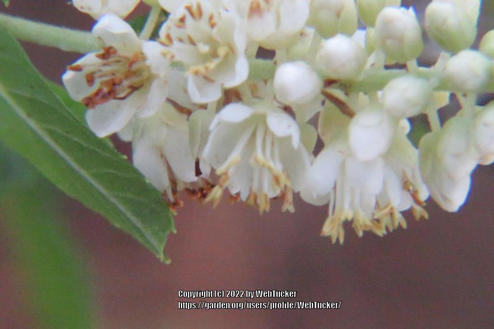 Photo of Sweet Pepperbush (Clethra alnifolia) uploaded by WebTucker