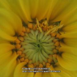 Location: Aberdeen, NC (my garden 2022)
Date: July 7, 2022
Black oil sunflower seedlings #61 nn & #2fg; LHB p. 998, 194-27-6