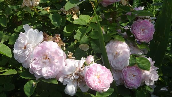 Photo of Rose (Rosa 'Pompon Blanc Parfait') uploaded by Orsola