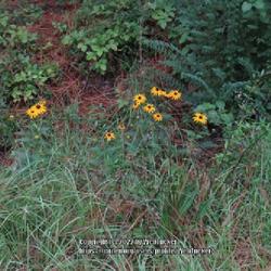 Location: Aberdeen, NC 
Date: July 9, 1984
Black eyed Susan #268; RAB page 1109, 179-61-6. AG page 276, 55-4