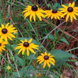 Location: Aberdeen, NC 
Date: July 9, 1984
Black eyed Susan #268; RAB page 1109, 179-61-6. AG page 276, 55-4