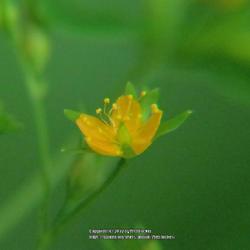 Location: Aberdeen, NC Pages Lake park
Date: July 11, 2022
Dwarf St. John's wort #245. RAB page 715, 126-1-24;  AG page 94, 