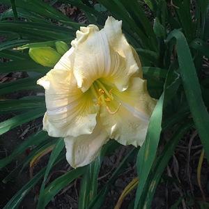 Purchased this from Teich and McColgan Daylilies. Listed as Siloa