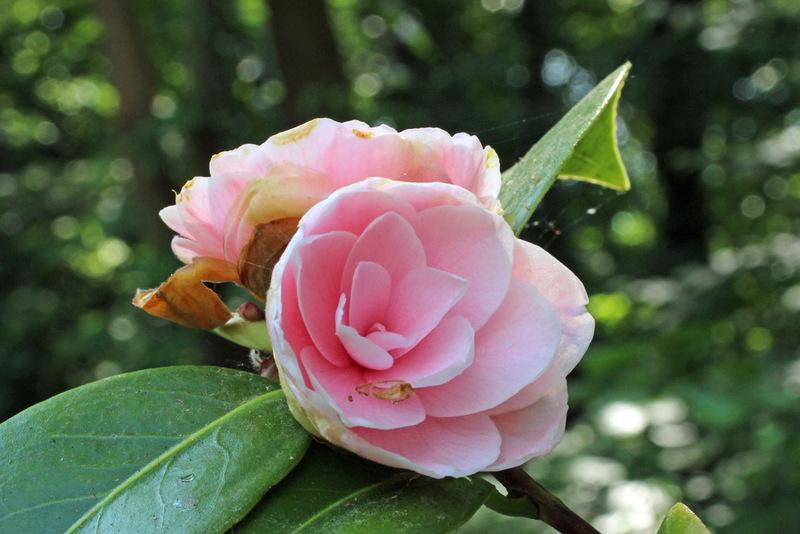 Photo of Japanese Camellia (Camellia japonica) uploaded by RuuddeBlock