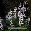 Campanula latifolia 'Faichem Lilac'
