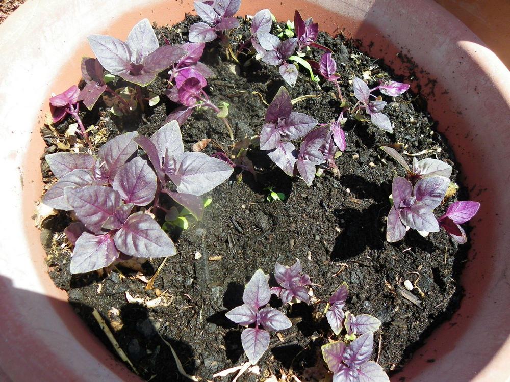 Photo of Basil (Ocimum basilicum 'Dark Purple Opal') uploaded by Newyorkrita
