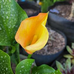 Location: Western Washington
Date: 2022-07-14
'Captain Beatrix' calla lily flower