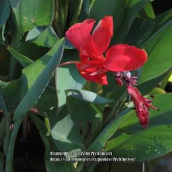 Location: Southern Pines, NC (Boyd House garden)
Date: July 17, 2022
Canna lily #53 nn; RAB p 316, 42-1-1. LHB page 290, 40-1-1, " Lat