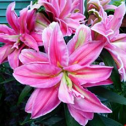 Location: Eagle Bay, New York
Date: 2022-07-23
Lily (Lilium 'Roselily Sara') - blooms are 9 inches across