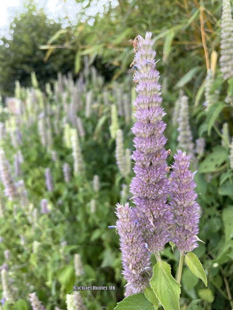Photo of Anise Hyssop (Agastache 'Blue Fortune') uploaded by RachaelHunter