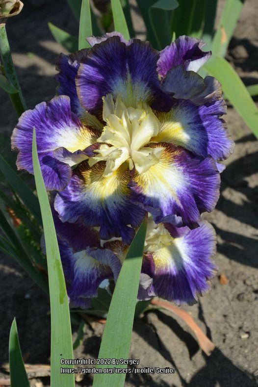 Photo of Tall Bearded Iris (Iris 'Scaredy Cat') uploaded by Serjio