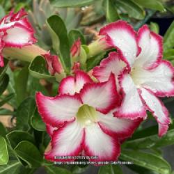 Location: My garden in Tampa, Florida
Date: 2022-07-23
My now happy grafted ‘Double Noble’ Adenium.
