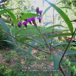Location: Aberdeen, NC (S. Sycamore street)
Date: July 28, 2022
New York Ironweed #292; RAB page 1047,  179-27-5. AG page 238, 55