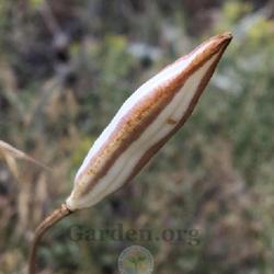 Location: East Canyon State Park, Morgan County, Utah, United States
Date: 2022-07-29
Developing fruit.