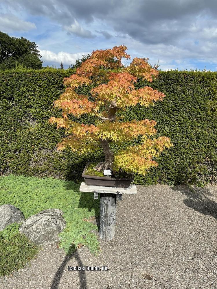 Photo of Japanese Maple (Acer palmatum) uploaded by RachaelHunter