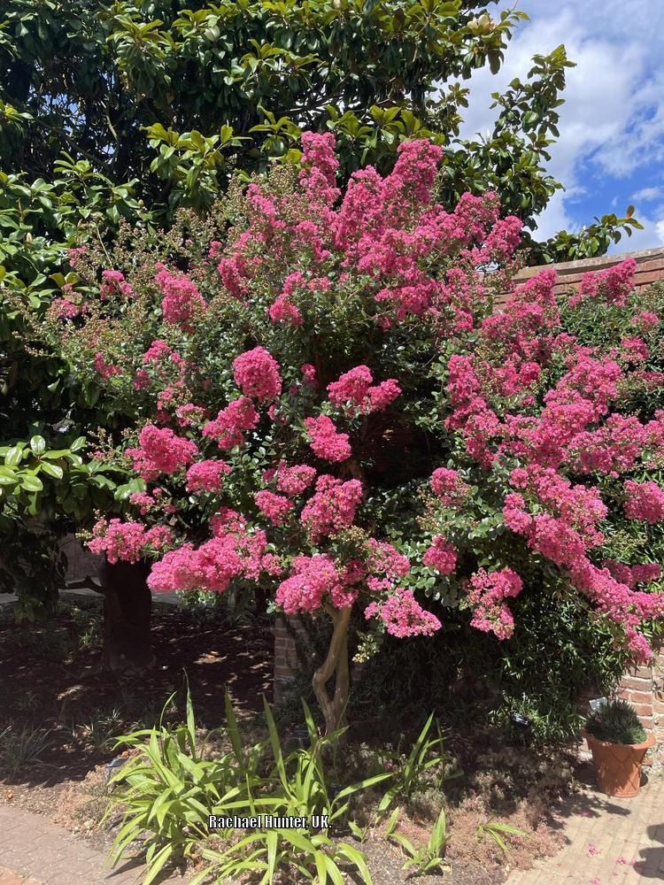 Photo of Crepe Myrtle (Lagerstroemia indica) uploaded by RachaelHunter