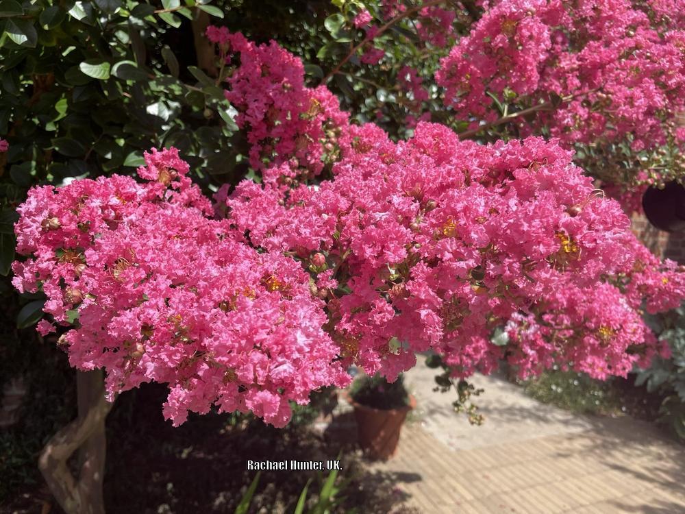 Photo of Crepe Myrtle (Lagerstroemia indica) uploaded by RachaelHunter