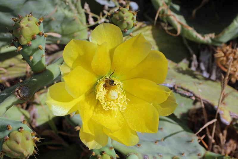 Photo of Erect Pricklypear Cactus (Opuntia stricta) uploaded by RuuddeBlock