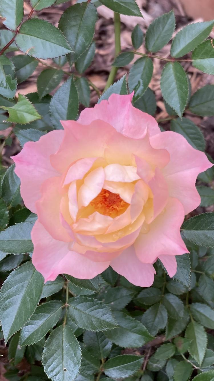 Photo of Rose (Rosa 'Oso Easy Italian Ice') uploaded by suzmarkhotmailcom