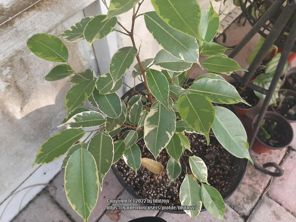 Photo of Weeping Fig (Ficus benjamina 'Variegata') uploaded by hlutzow