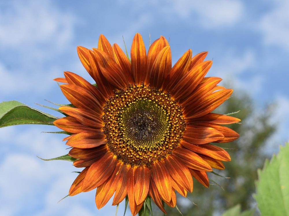 Photo of Sunflowers (Helianthus annuus) uploaded by pixie62560