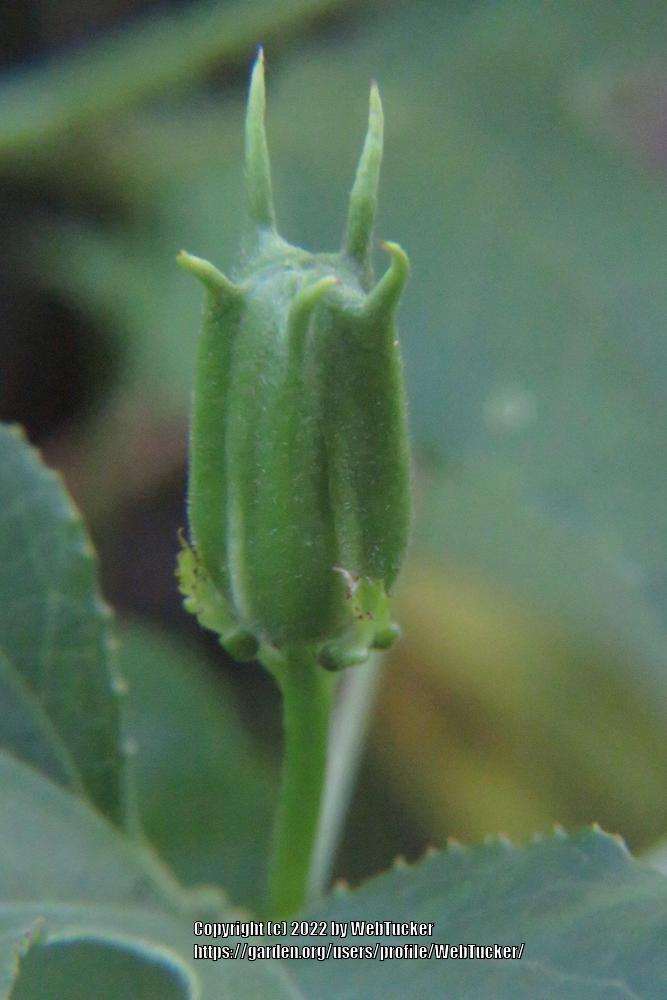 Photo of Maypop (Passiflora incarnata) uploaded by WebTucker