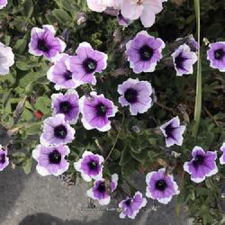 Location: Cascade of Time Garden, Banff, Canada | August, 2022
Date: 2022-08-01
70% sure this isnt calibrachoa?
