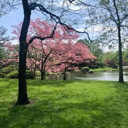 Location: Missouri Botanical Gardens
Date: 2019-04-28