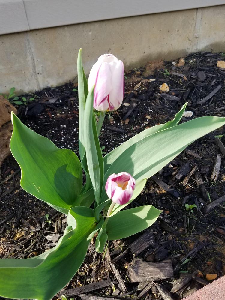 Photo of Tulips (Tulipa) uploaded by RootedInDirt