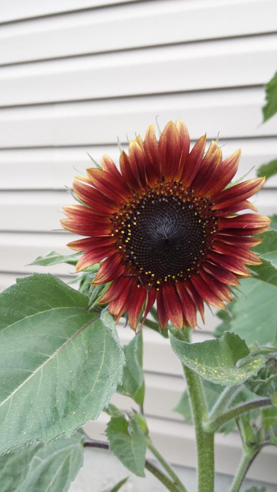 Photo of Sunflowers (Helianthus annuus) uploaded by RootedInDirt