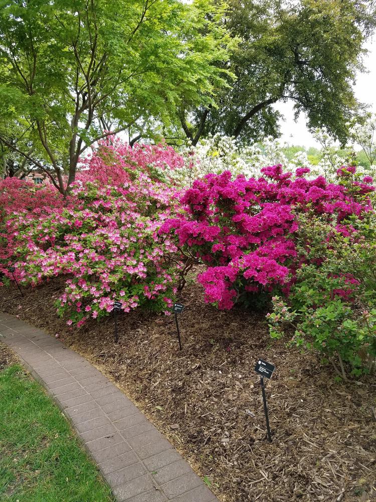 Photo of Rhododendrons (Rhododendron) uploaded by RootedInDirt