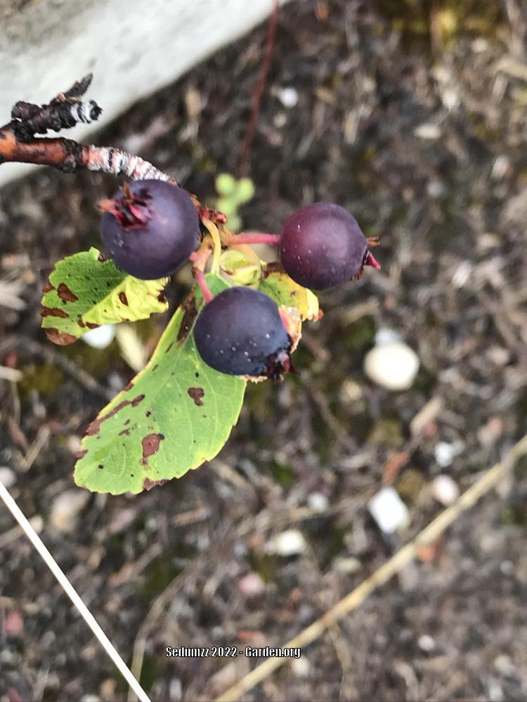 Photo of Serviceberry (Amelanchier alnifolia) uploaded by sedumzz