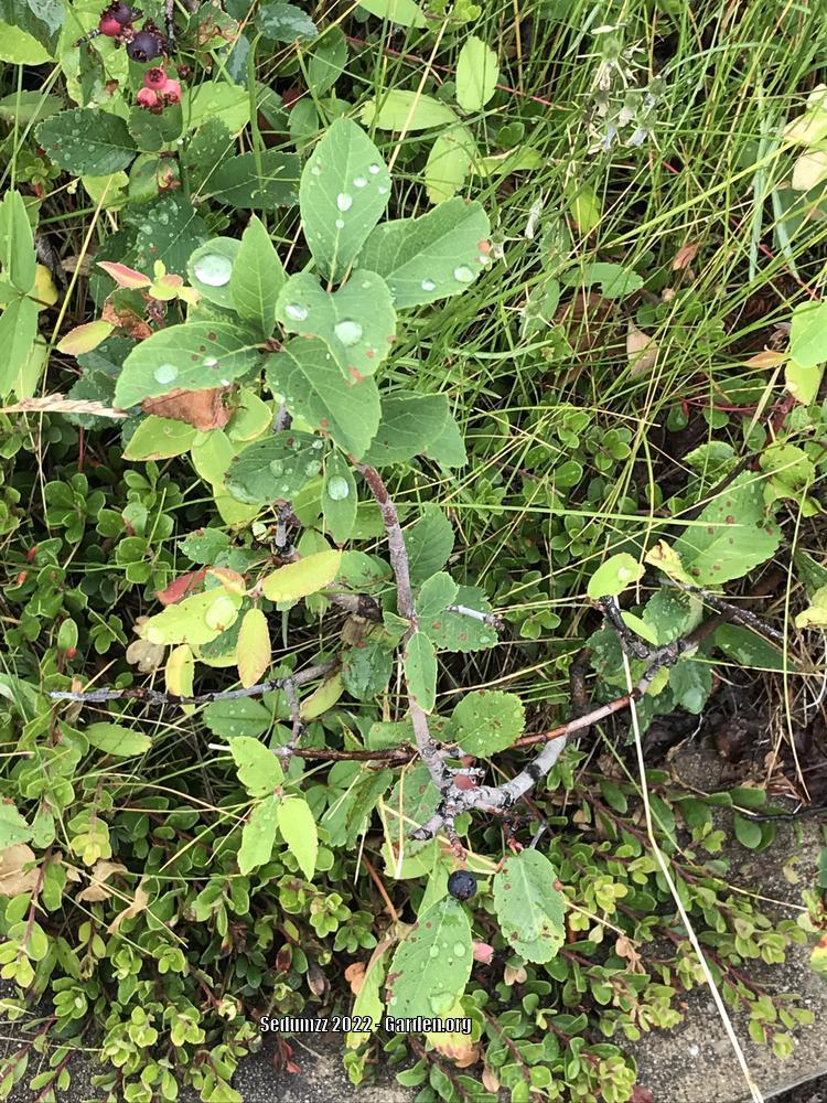Photo of Serviceberry (Amelanchier alnifolia) uploaded by sedumzz