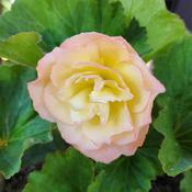 Begonia x tuberhybrida Scentiment® Sunrise bloom