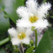 Water Snowflake (Nymphoides indica).