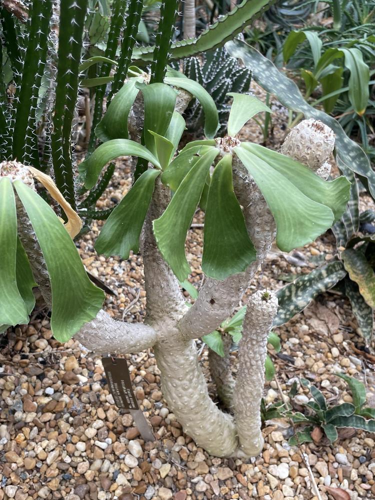 Photo of Euphorbia (Euphorbia unispina) uploaded by jooshewa