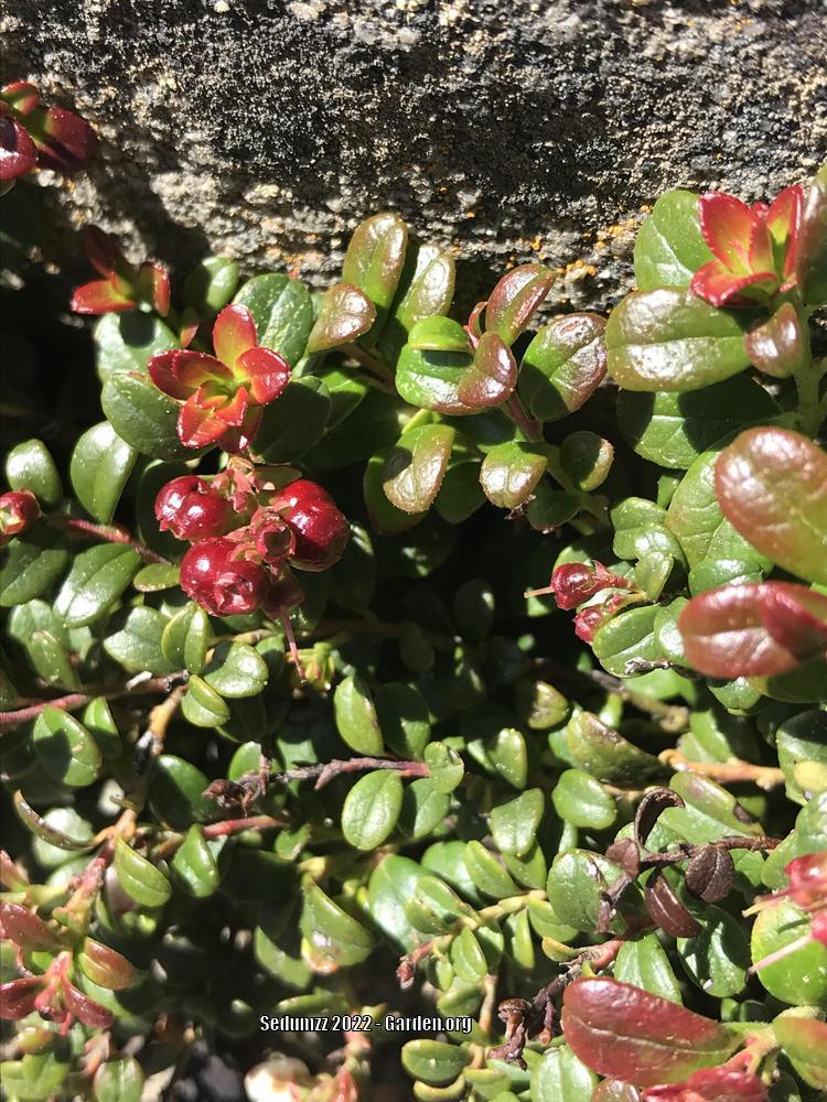 Photo of Lingonberry (Vaccinium vitis-idaea) uploaded by sedumzz