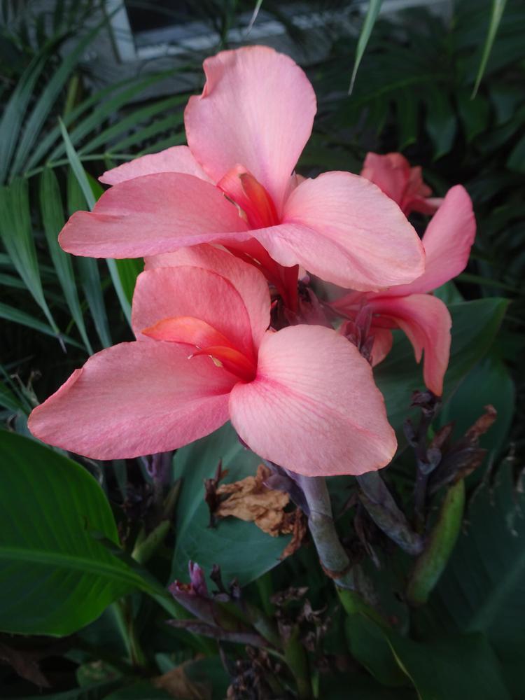 Photo of Cannas (Canna) uploaded by zylvert