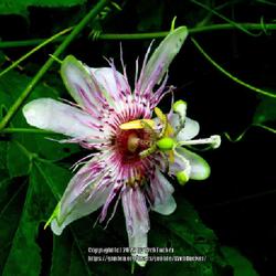 Location: Southern Pines, NC (Boyd House grounds)
Date: August 20, 2022
Passionfruit #306; RAB page 733, 131-1-1; AG page 194, 44-1-22, "