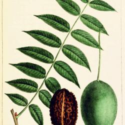 
Date: 1865
illustration [as Juglans cathartica] by P. J. Redouté from Micha