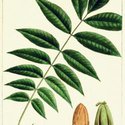 
Date: 1865
illustration [as Juglans oliviformis] by H. J. Redouté from Mich