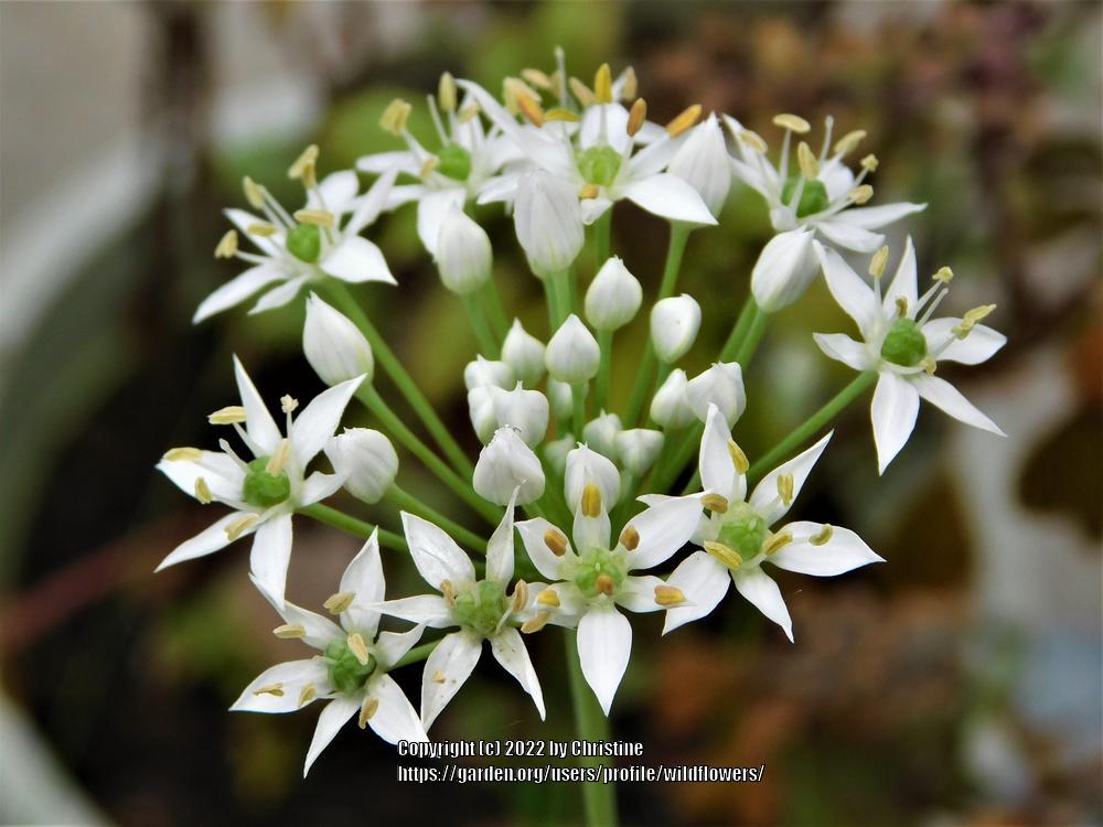 Photo of Garlic Chives (Allium tuberosum) uploaded by wildflowers