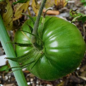 Tomato (Solanum lycopersicum 'Dinner Plate'), green stage