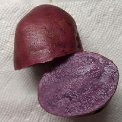 Location: Eagle Bay, New York
Date: 2022-08-30
Potato (Solanum tuberosum 'Adirondack Blue') technically, a tuber