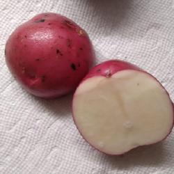 Location: Eagle Bay, New York
Date: 2022-08-30
Potato (Solanum tuberosum 'Fenway Red') tuber not root; red skin,