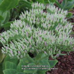 Location: Southern Pines, NC (Boyd House garden)
Date: September 1, 2022
Stonecrop #101 nn; Wiki: Hylotelephium means 'woodland distant lo