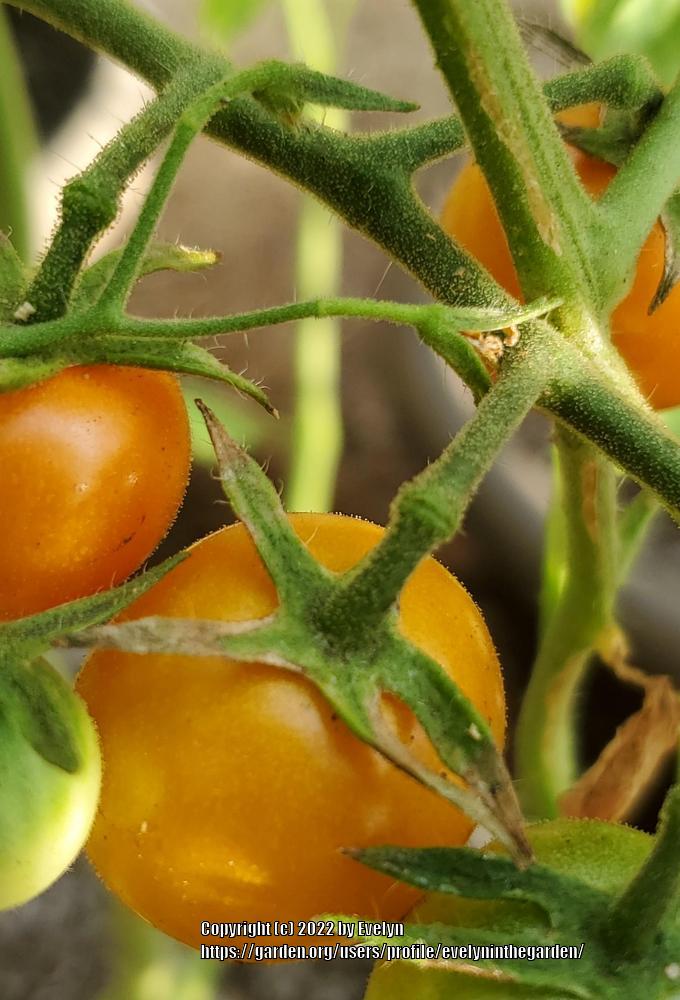 Photo of Tomato (Solanum lycopersicum 'Sungold') uploaded by evelyninthegarden
