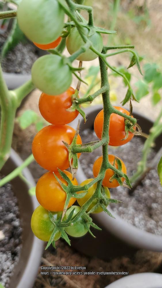 Photo of Tomato (Solanum lycopersicum 'Sungold') uploaded by evelyninthegarden